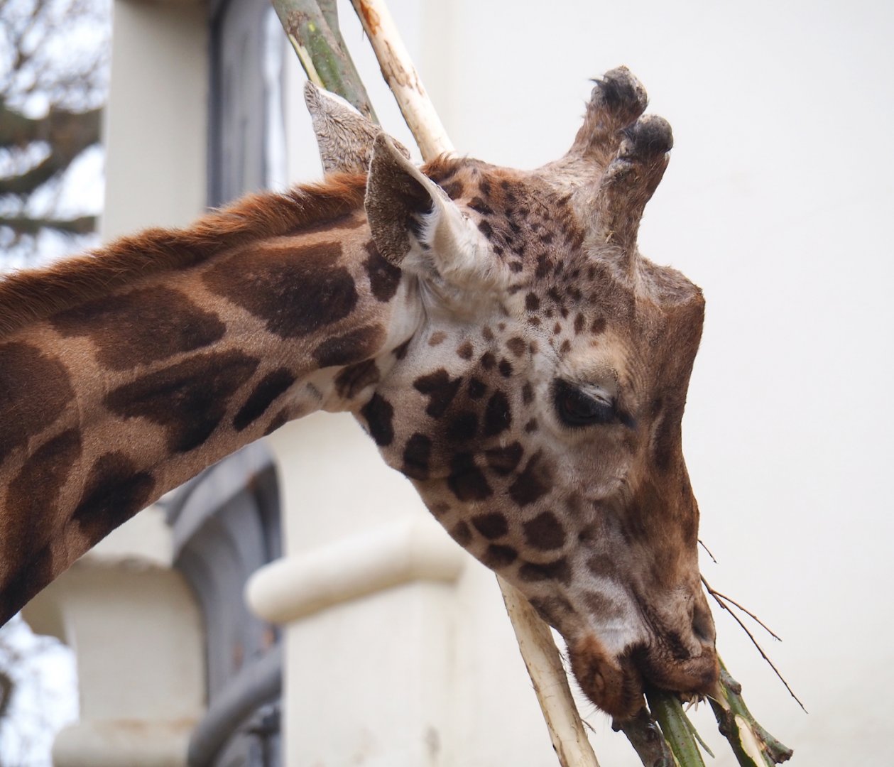 Hybrid giraffe (Mostly Giraffa camelopardalis rothschildi), 2023-04-08