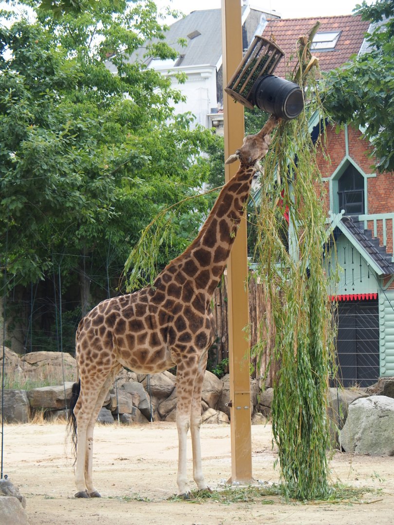 Hybrid giraffe (Mostly Giraffa camelopardalis rothschildi) 2023-07-02