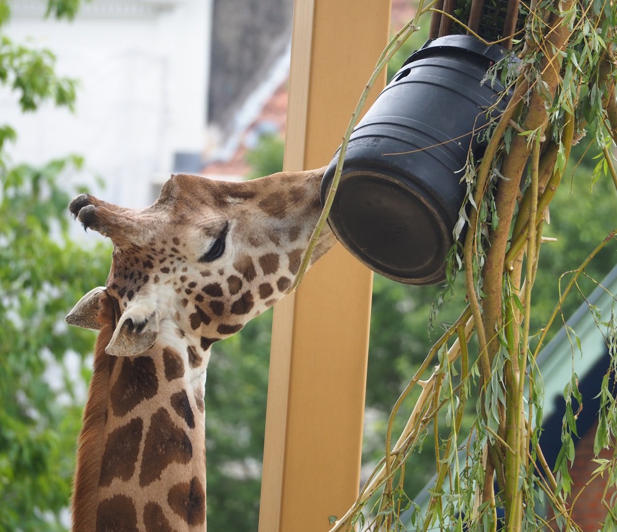 Hybrid giraffe (Mostly Giraffa camelopardalis rothschildi) 2023-07-02