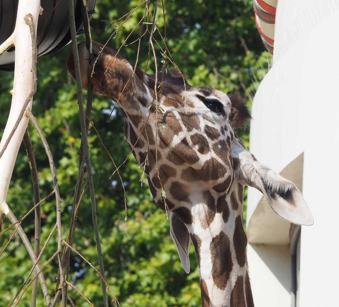 Hybrid giraffe (Mostly Giraffa reticulata), 2022-08-16