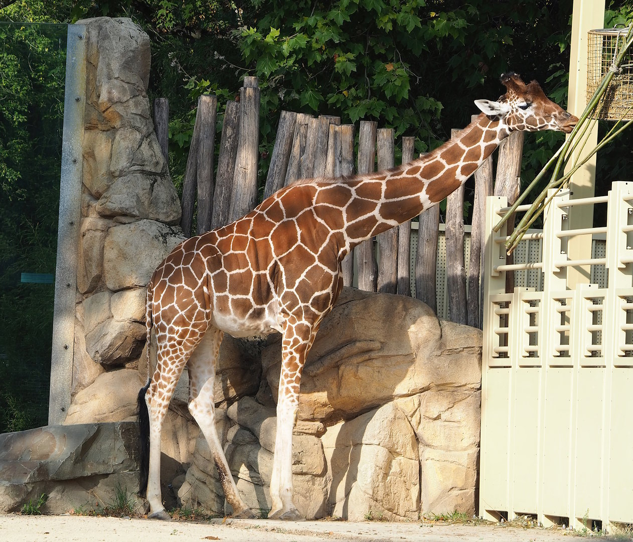 Hybrid giraffe (Mostly Giraffa reticulata), 2022-09-04