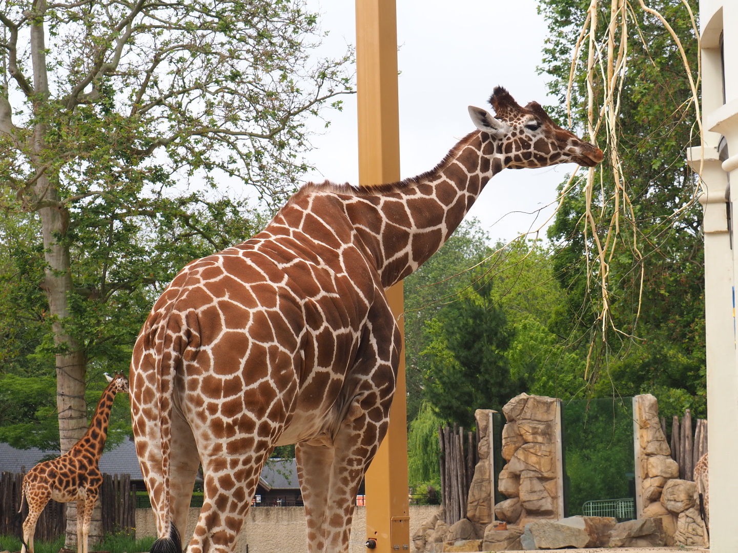 Hybrid giraffe (Mostly Reticulated giraffe, Giraffa reticulata), 2021-06-12