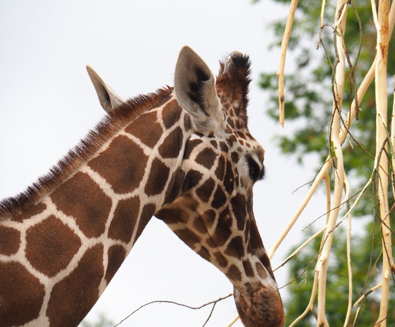 Hybrid giraffe (Mostly Reticulated giraffe, Giraffa reticulata), 2021-06-12