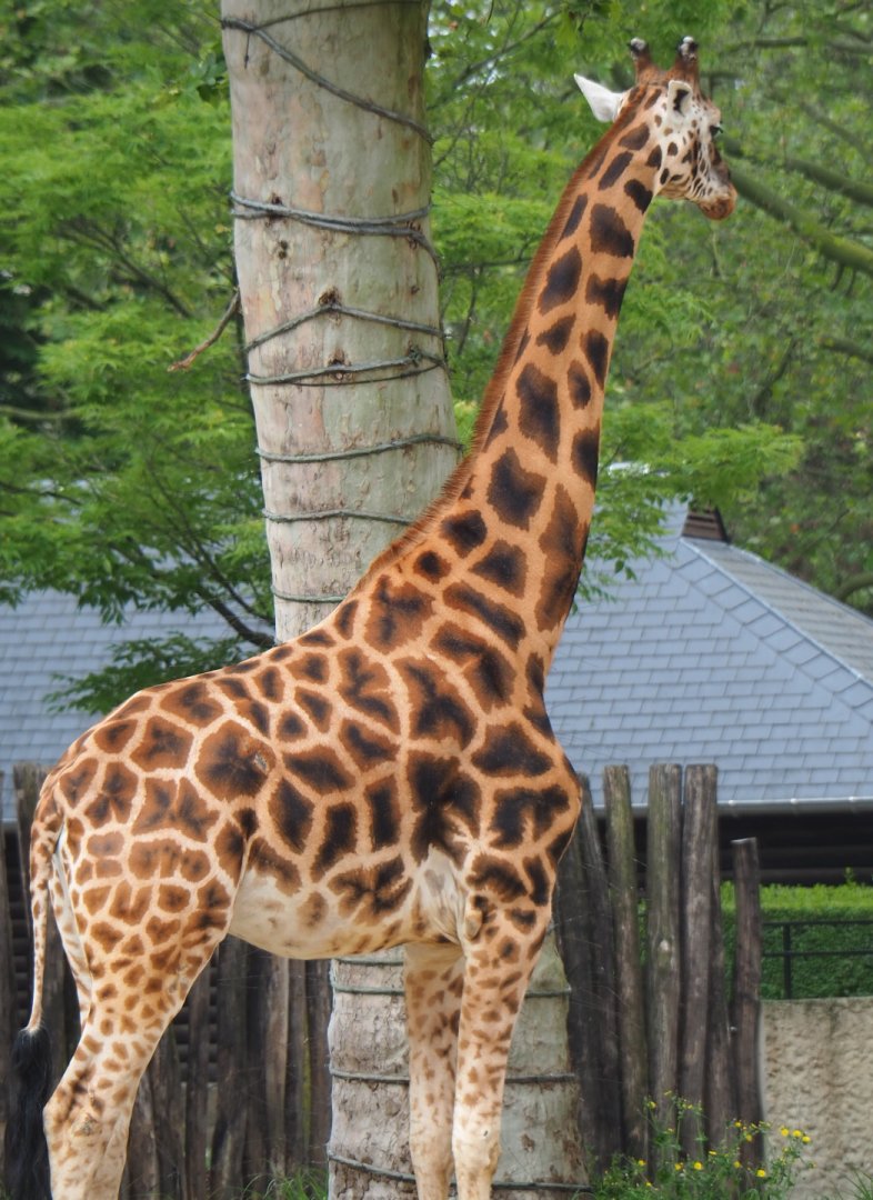 Hybrid giraffe (Mostly Rothschild's, Giraffa camelopardalis rothschildi), 2021-06-12