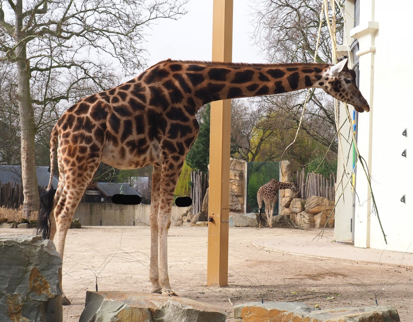Hybrid giraffe (Mostly Rothschild's, Giraffa camelopardalis rothschildi), 2022-03-16