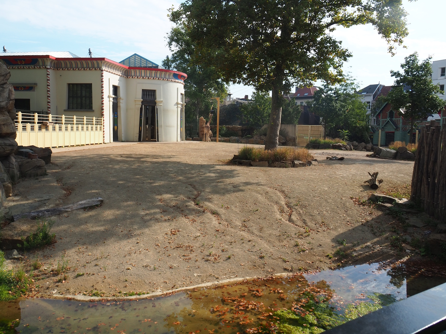 Hybrid giraffe paddock, 2022-08-16