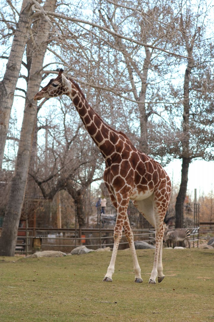 Hybrid Giraffe