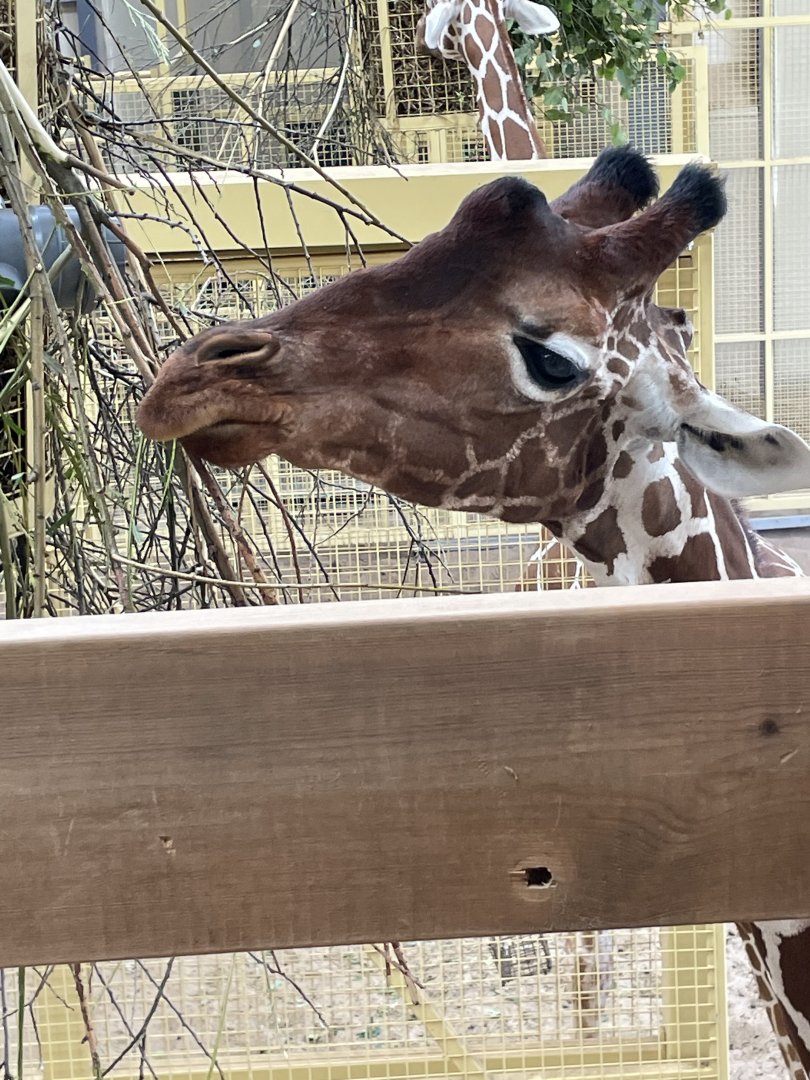 Hybrid Giraffe (???)