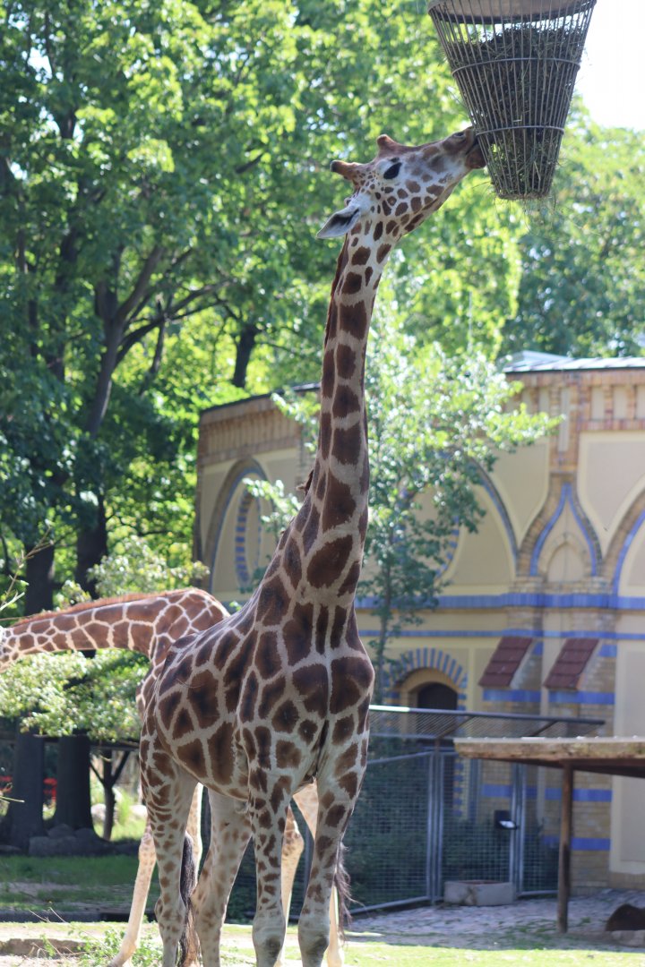Hybrid Giraffe