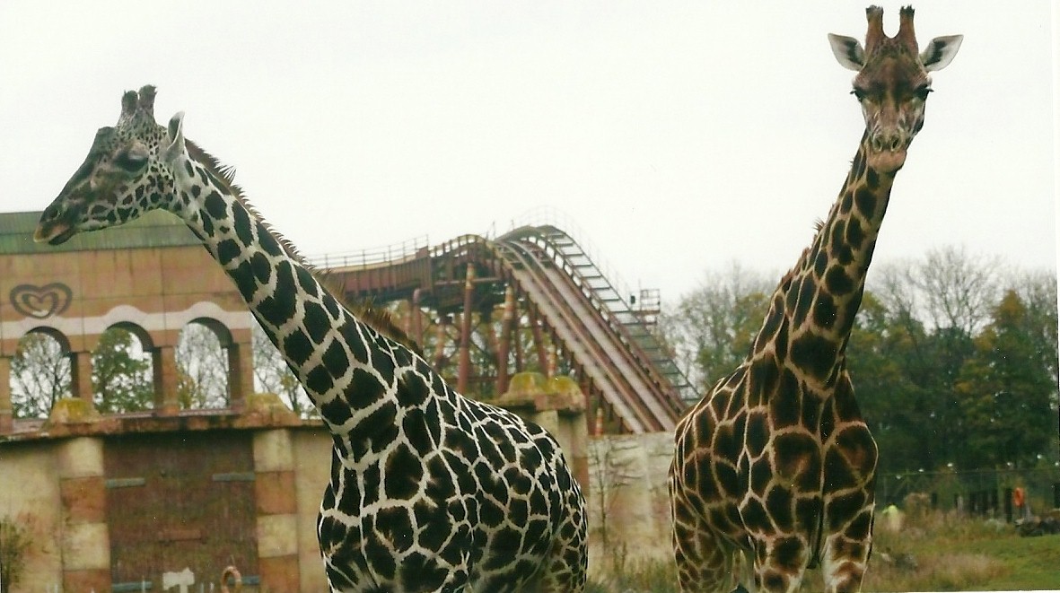 Hybrid Giraffes 1st November 2012