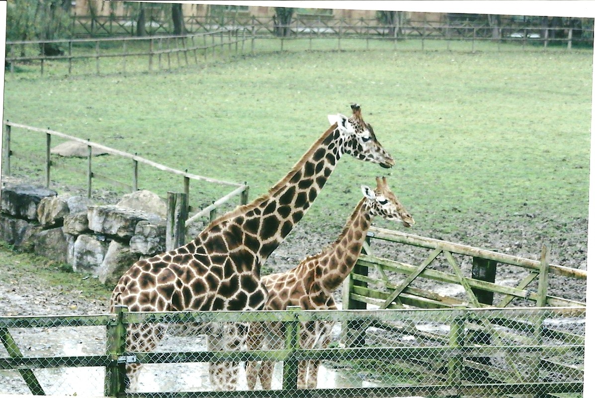 Hybrid Giraffes 1st November 2012