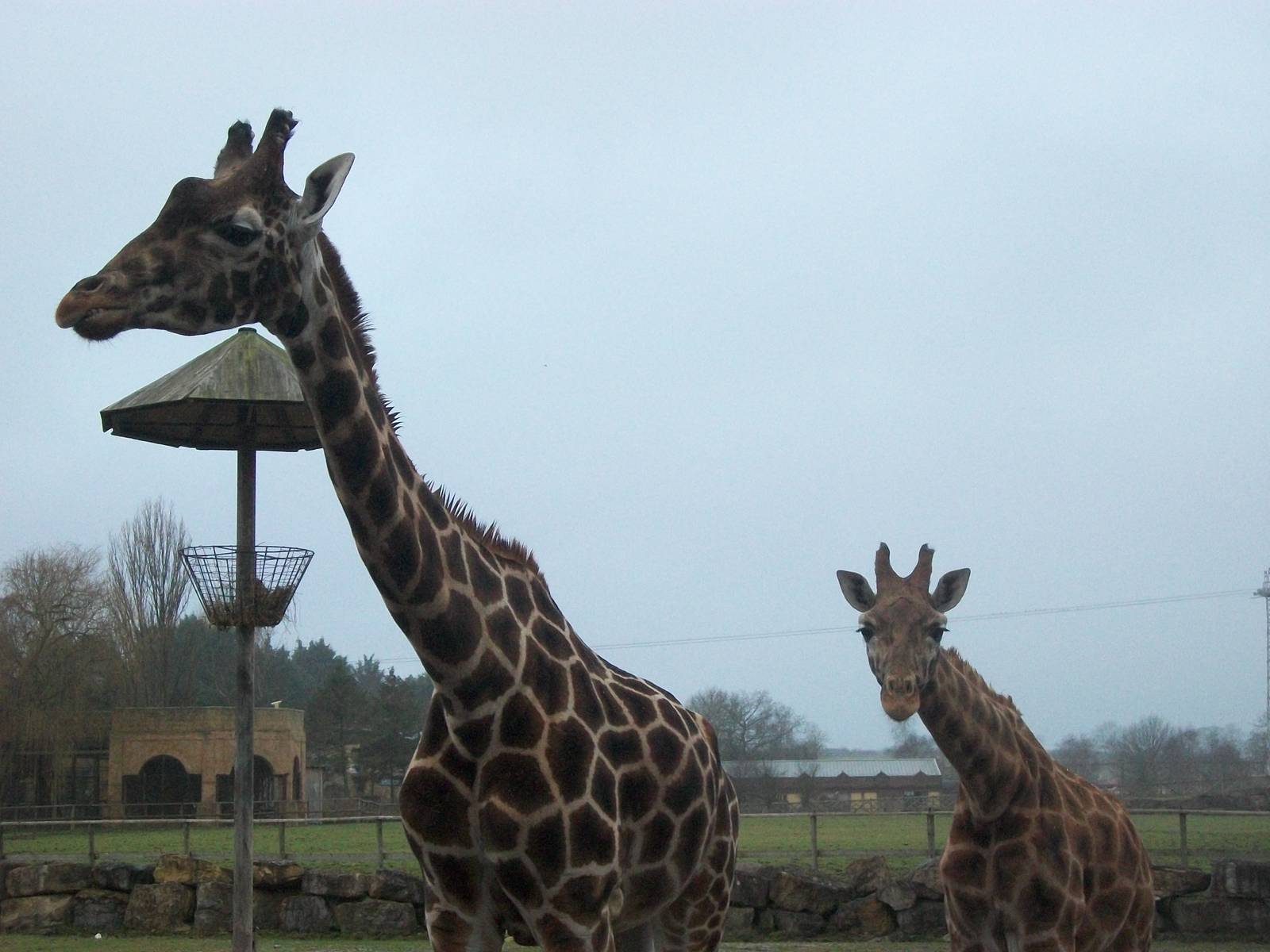 Hybrid Giraffes 27th December 2012