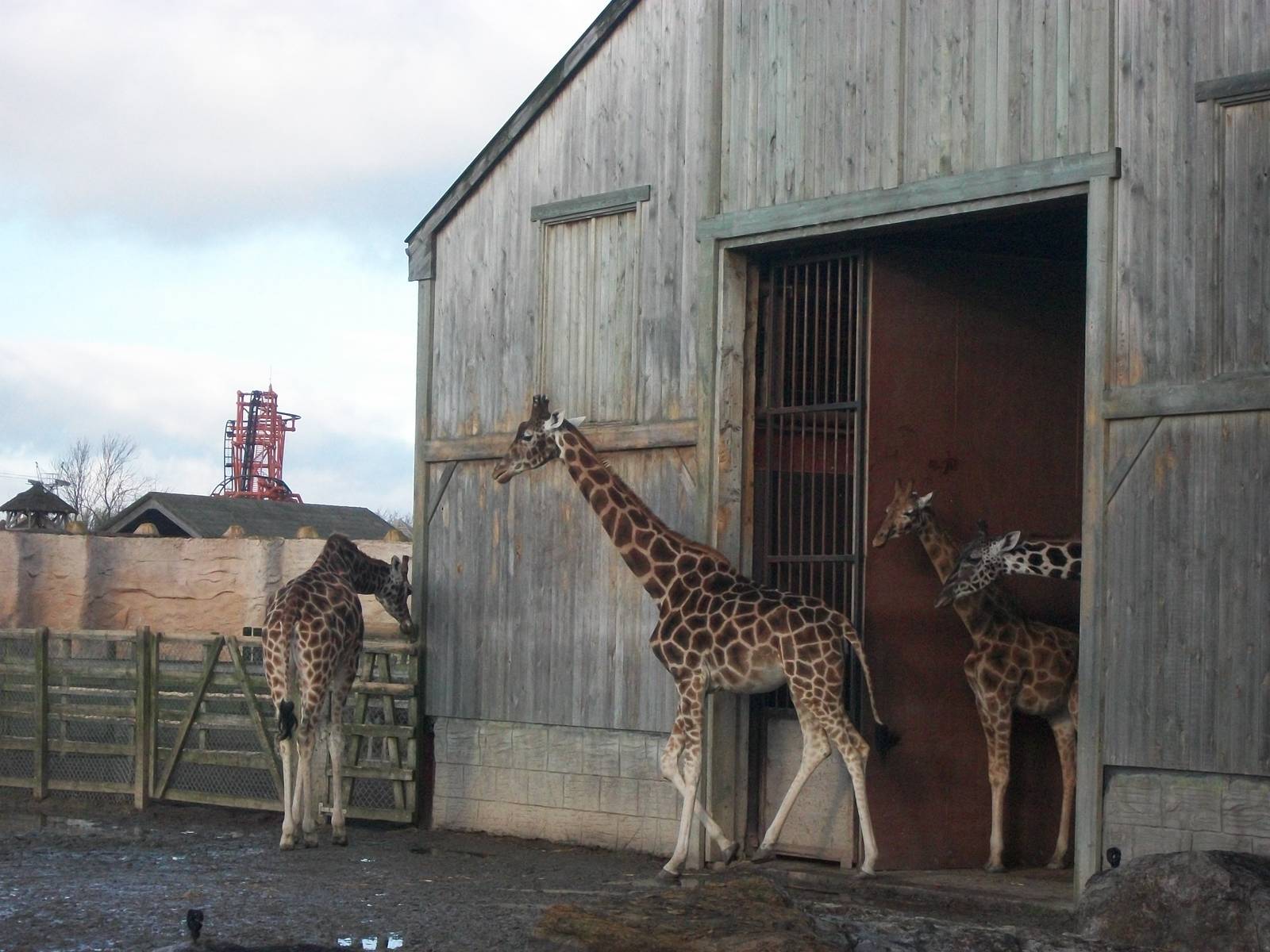 Hybrid Giraffes 4th January 2013