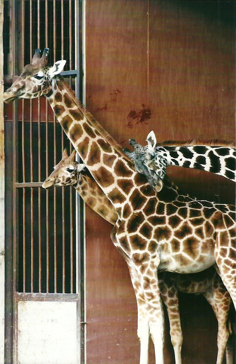 Hybrid Giraffes 4th January 2013