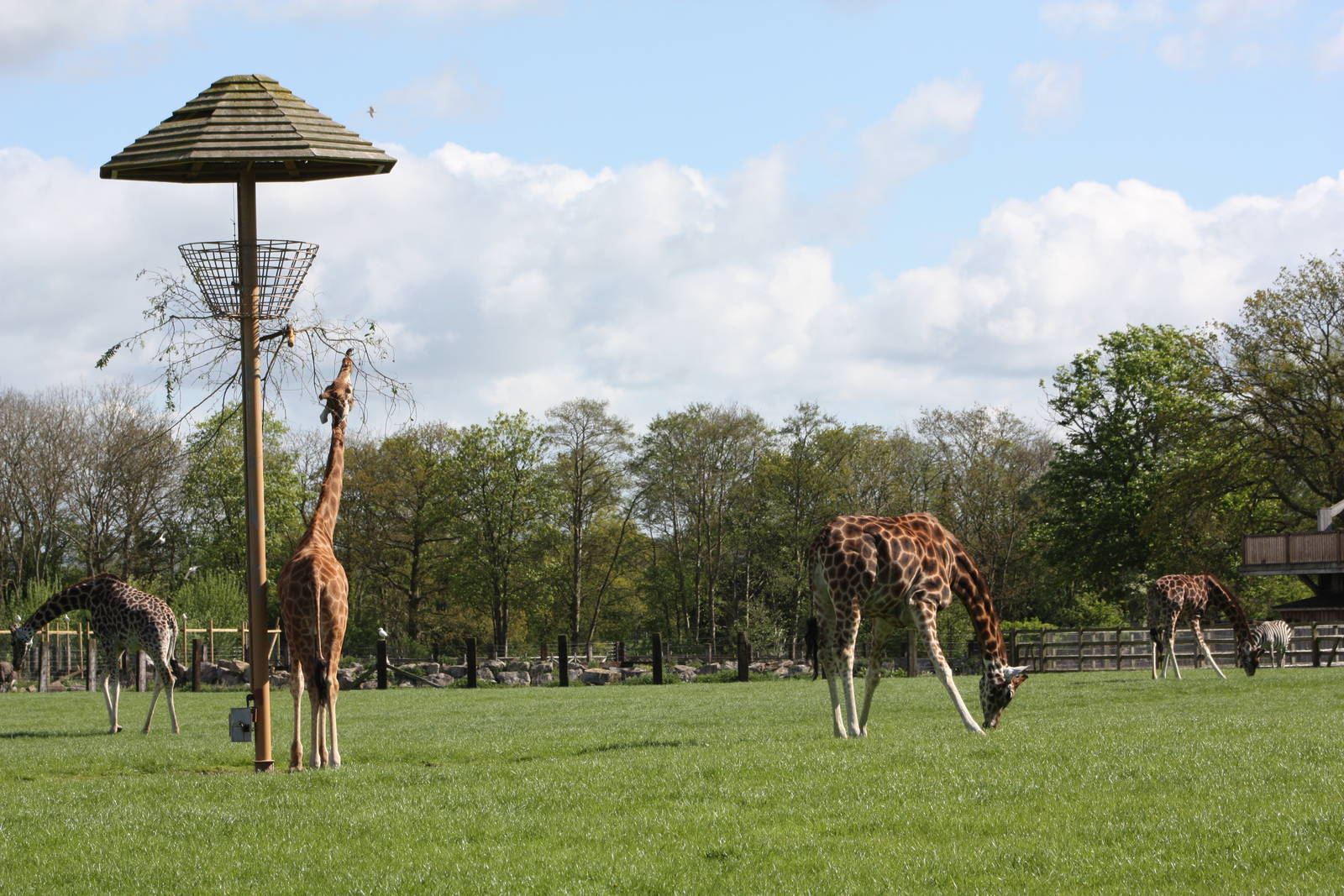 Hybrid Giraffes, 6th May 2014