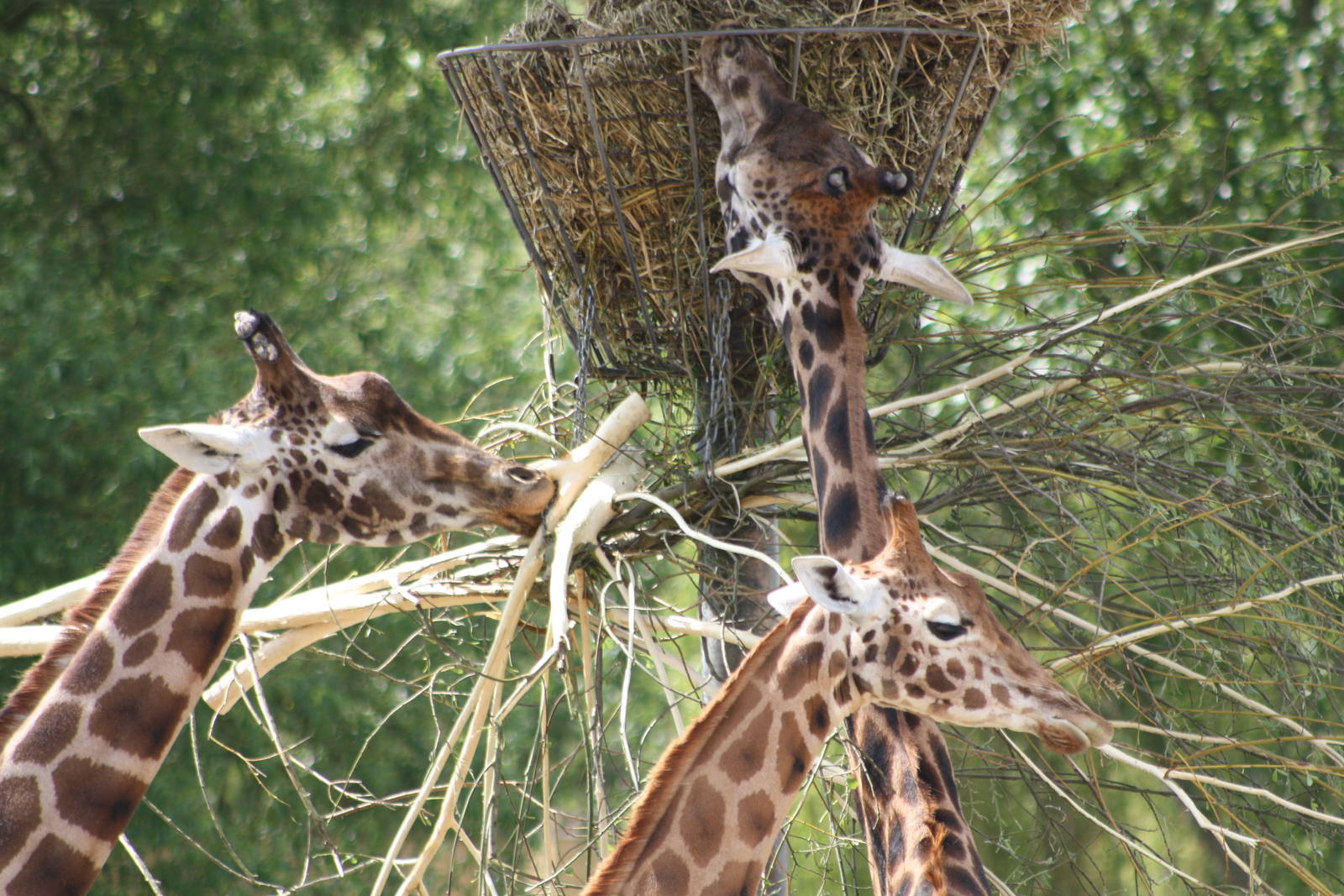 Hybrid Giraffes, 9th June 2014
