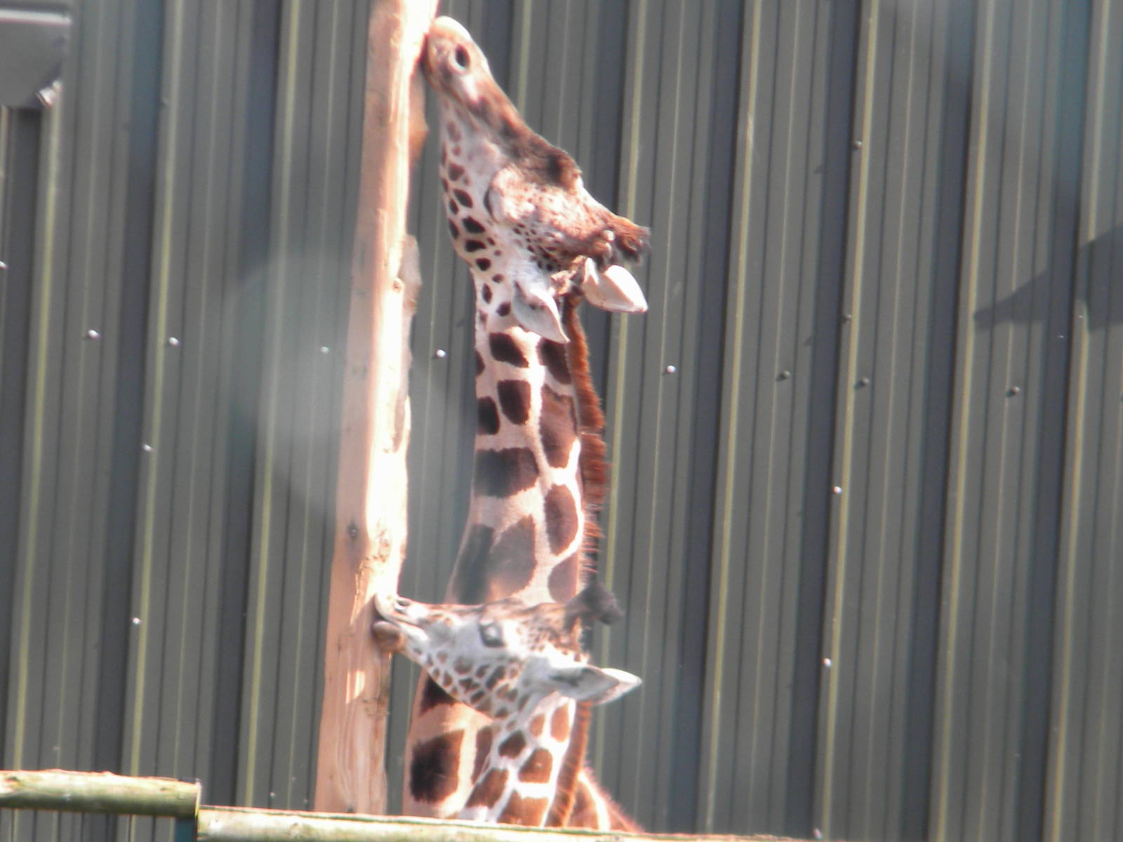HYBRID Giraffes at Blackpool Zoo 27th March 2011