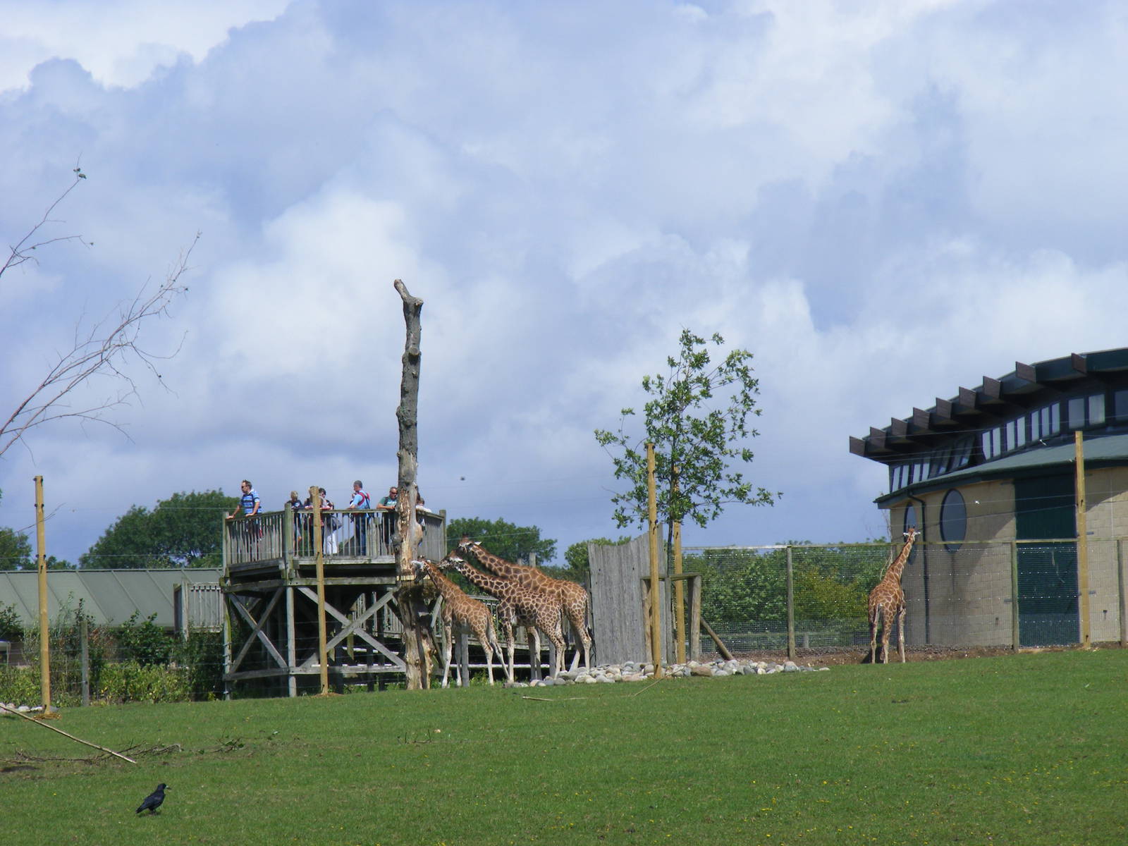Hybrid giraffes at Marwell Wildlife, 7 August 2011