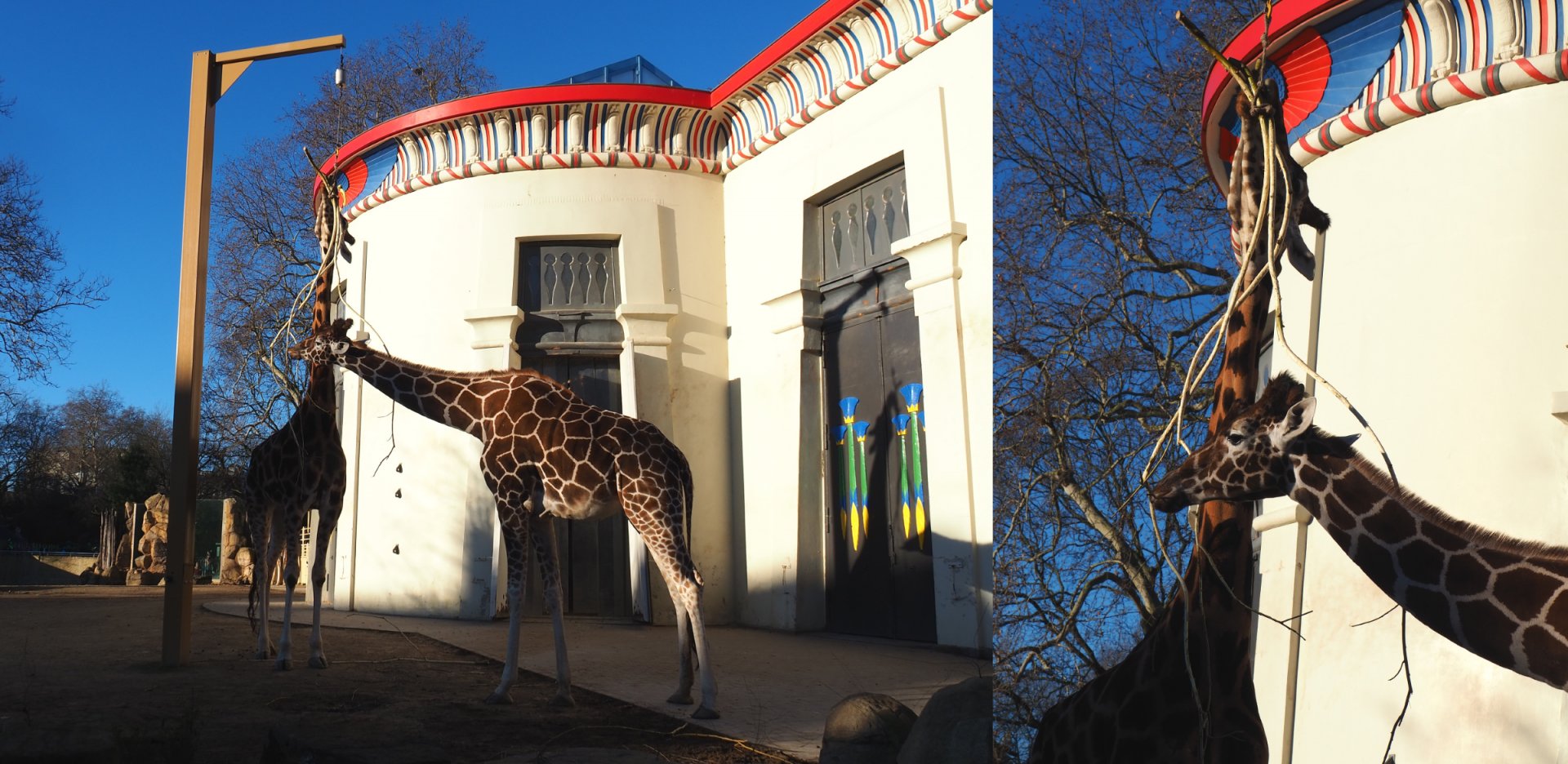 Hybrid giraffes feeding on branches by the Egyptian Temple, 2019-12-30