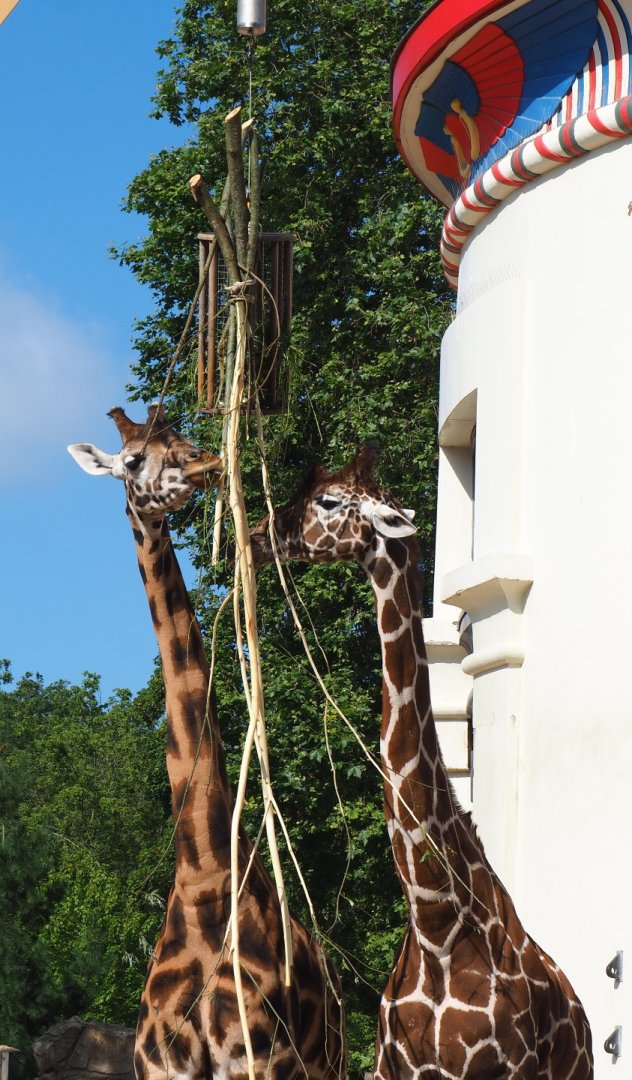 Hybrid giraffes (Giraffa camelopardalis and G. reticulata), 2021-07-17
