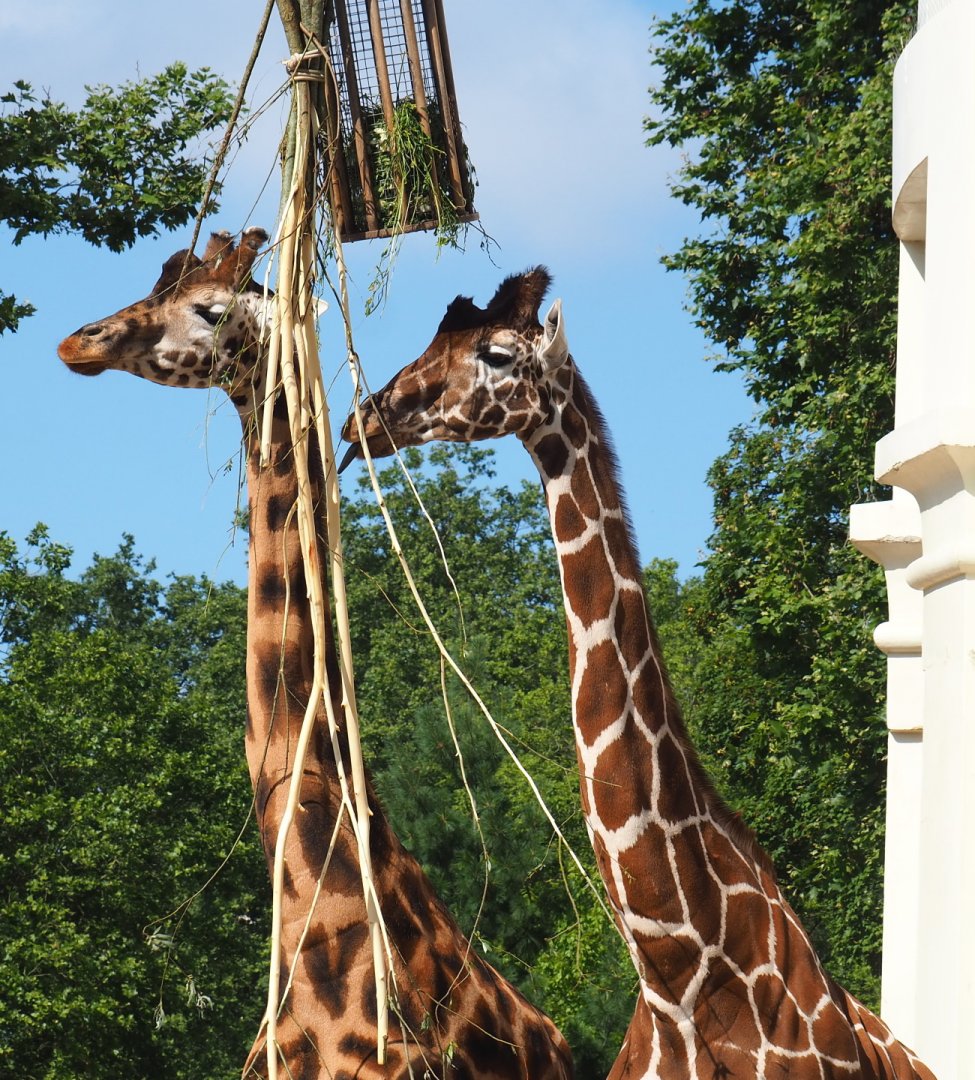 Hybrid giraffes (Giraffa camelopardalis and G. reticulata), 2021-07-17
