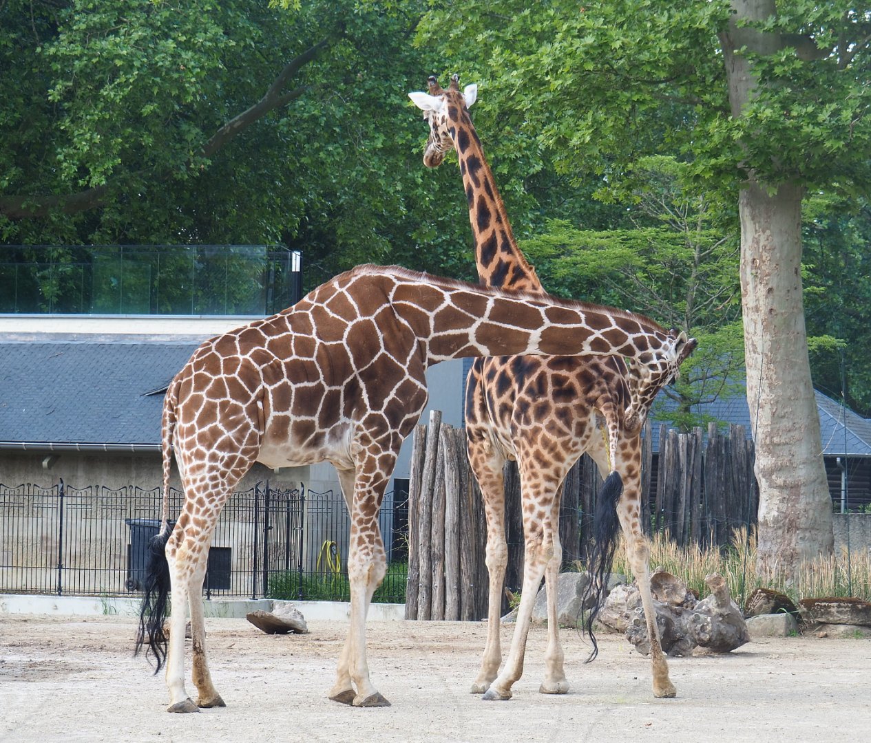 Hybrid giraffes (Giraffa camelopardalis rothschildi and G. reticulata), 2022-05-26