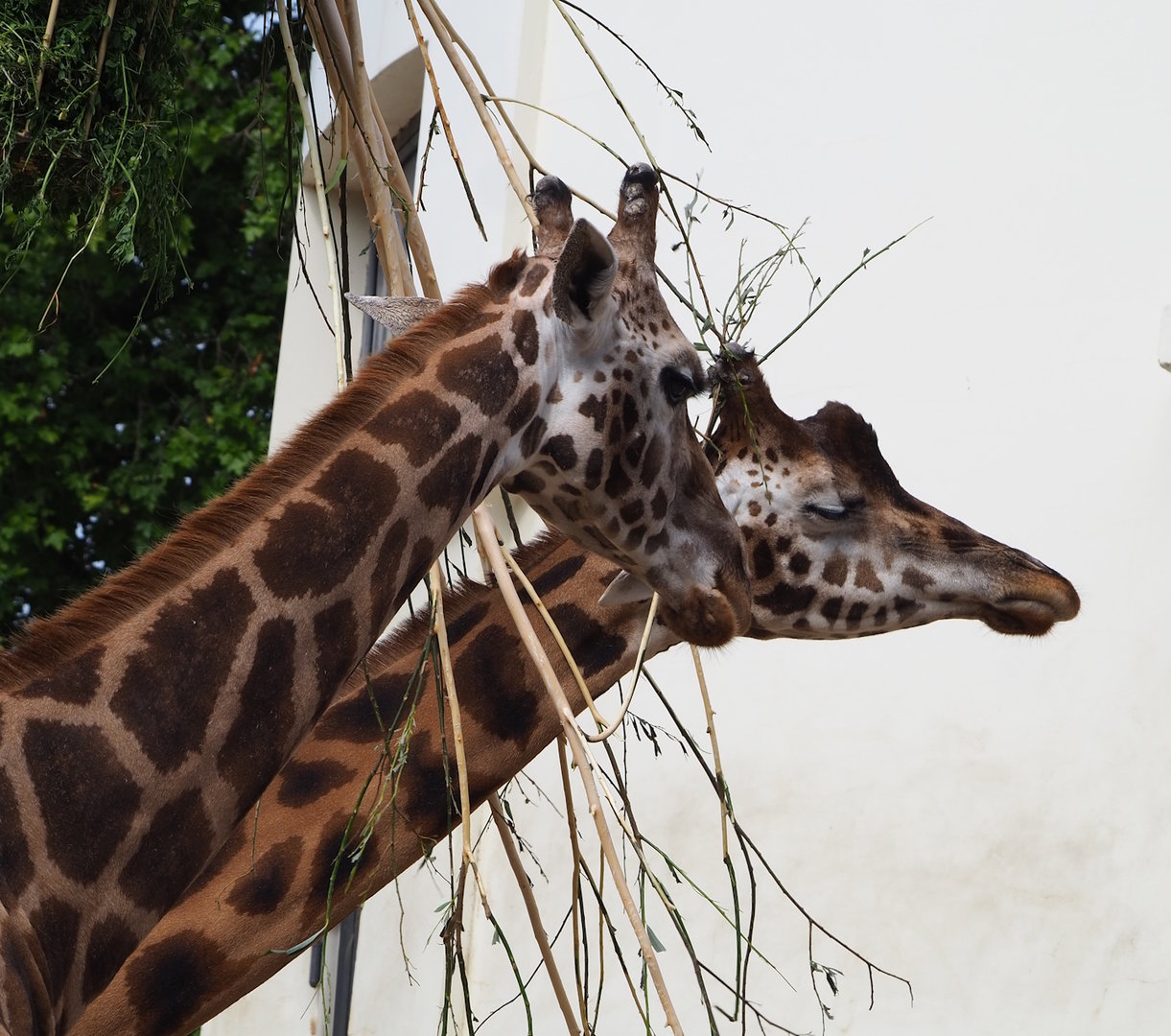 Hybrid giraffes (Giraffa camelopardalis rothschildi and G. reticulata), 2022-07-10