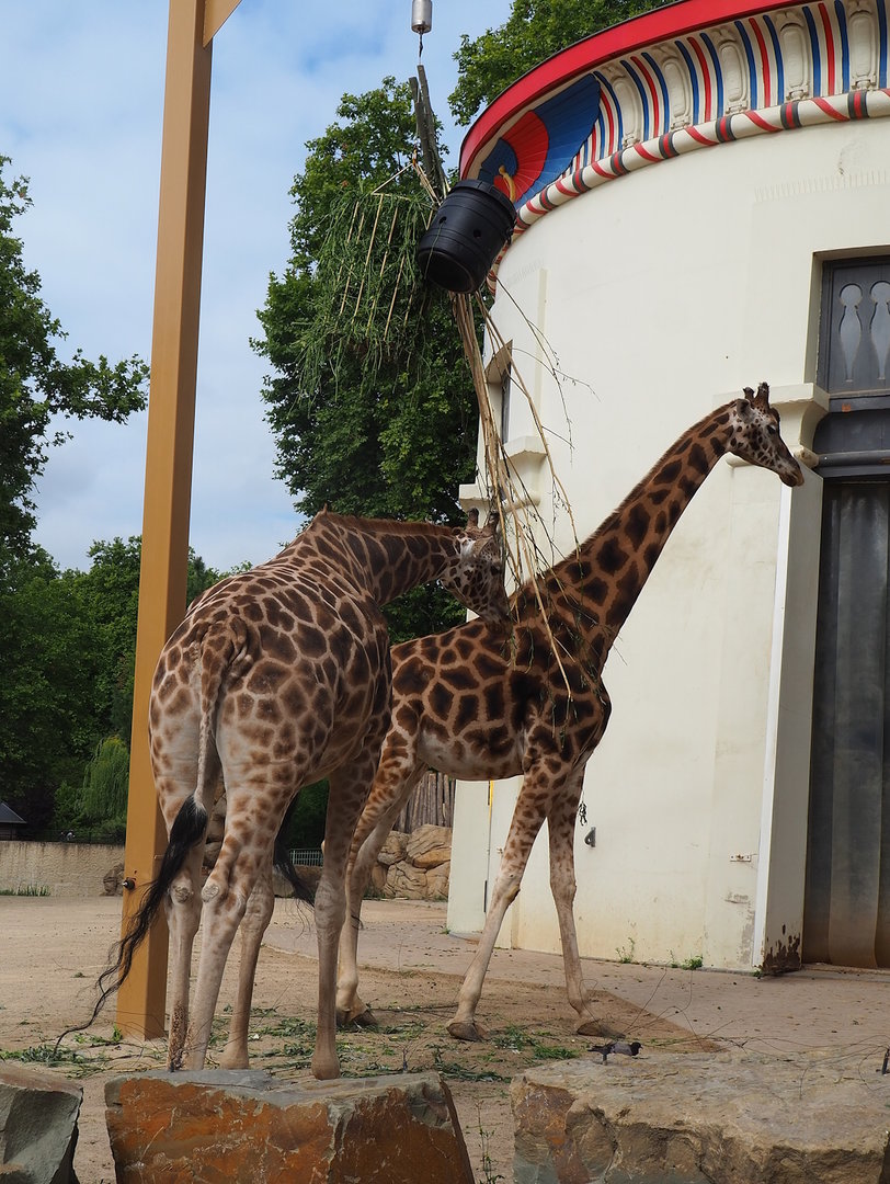 Hybrid giraffes (Giraffa camelopardalis rothschildi and G. reticulata), 2022-07-10