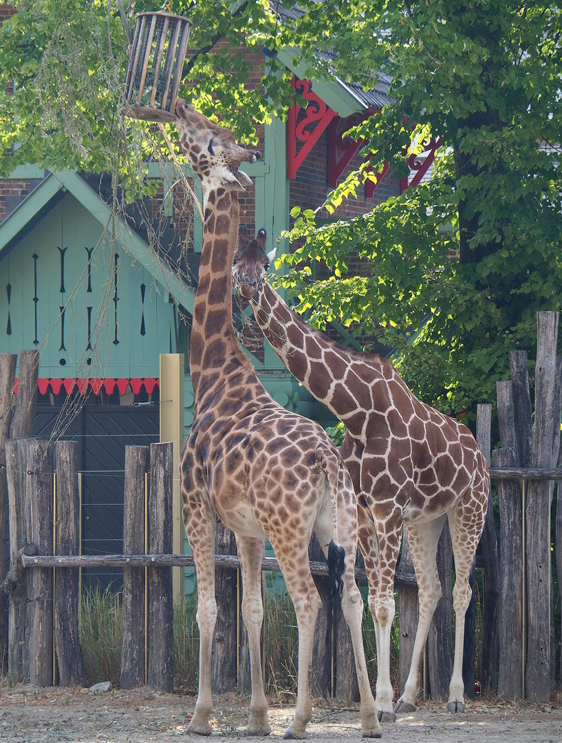 Hybrid giraffes (Giraffa camelopardalis rothschildi and G. reticulata), 2022-08-16