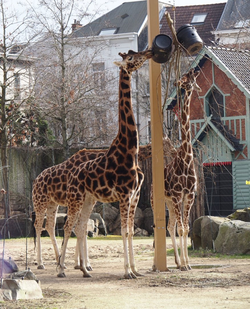 Hybrid giraffes (Giraffa reticulata and G. camelopardalis), 2024-03-09
