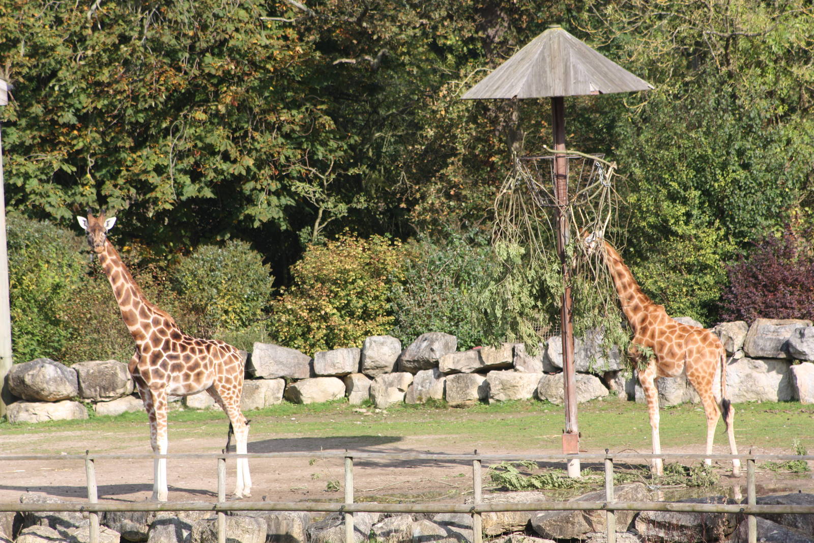 Hybrid Giraffes released to browse, 30th September 2014