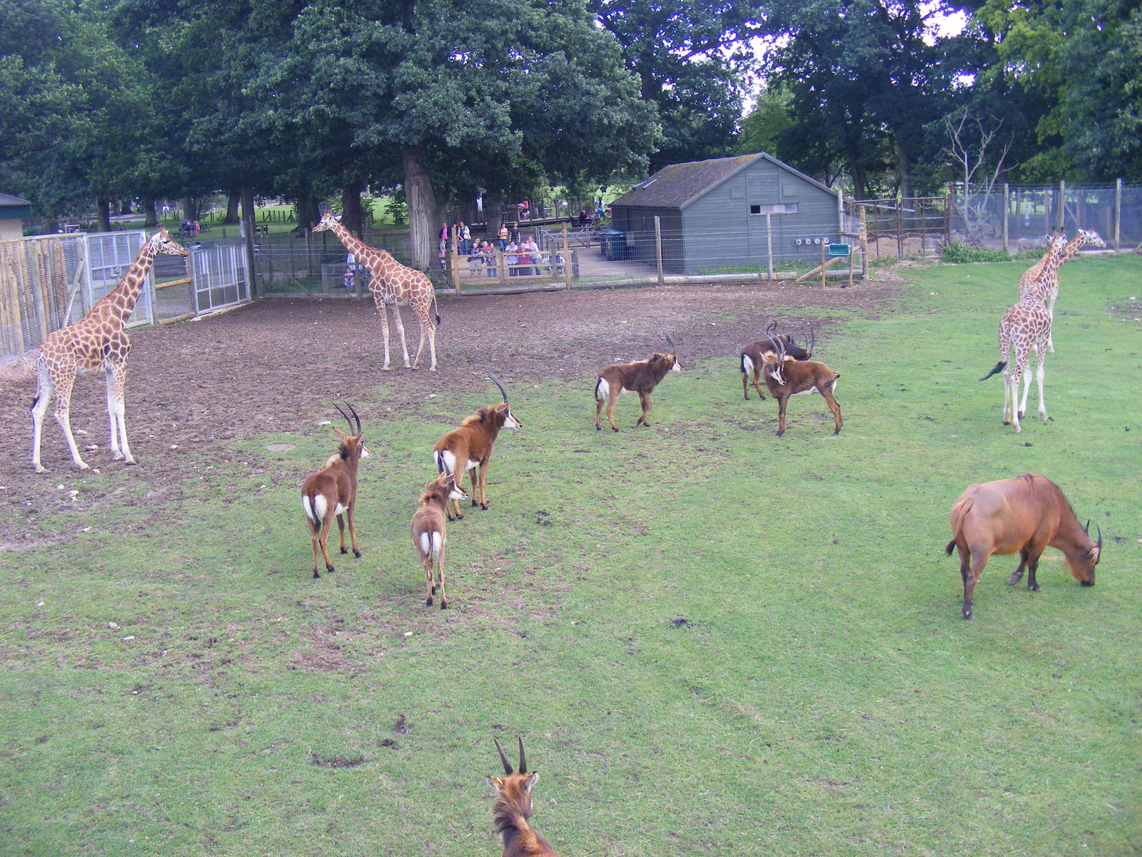 Hybrid giraffes, sable antelopes and Congo buffalo at Marwell Wildlife, 7 A