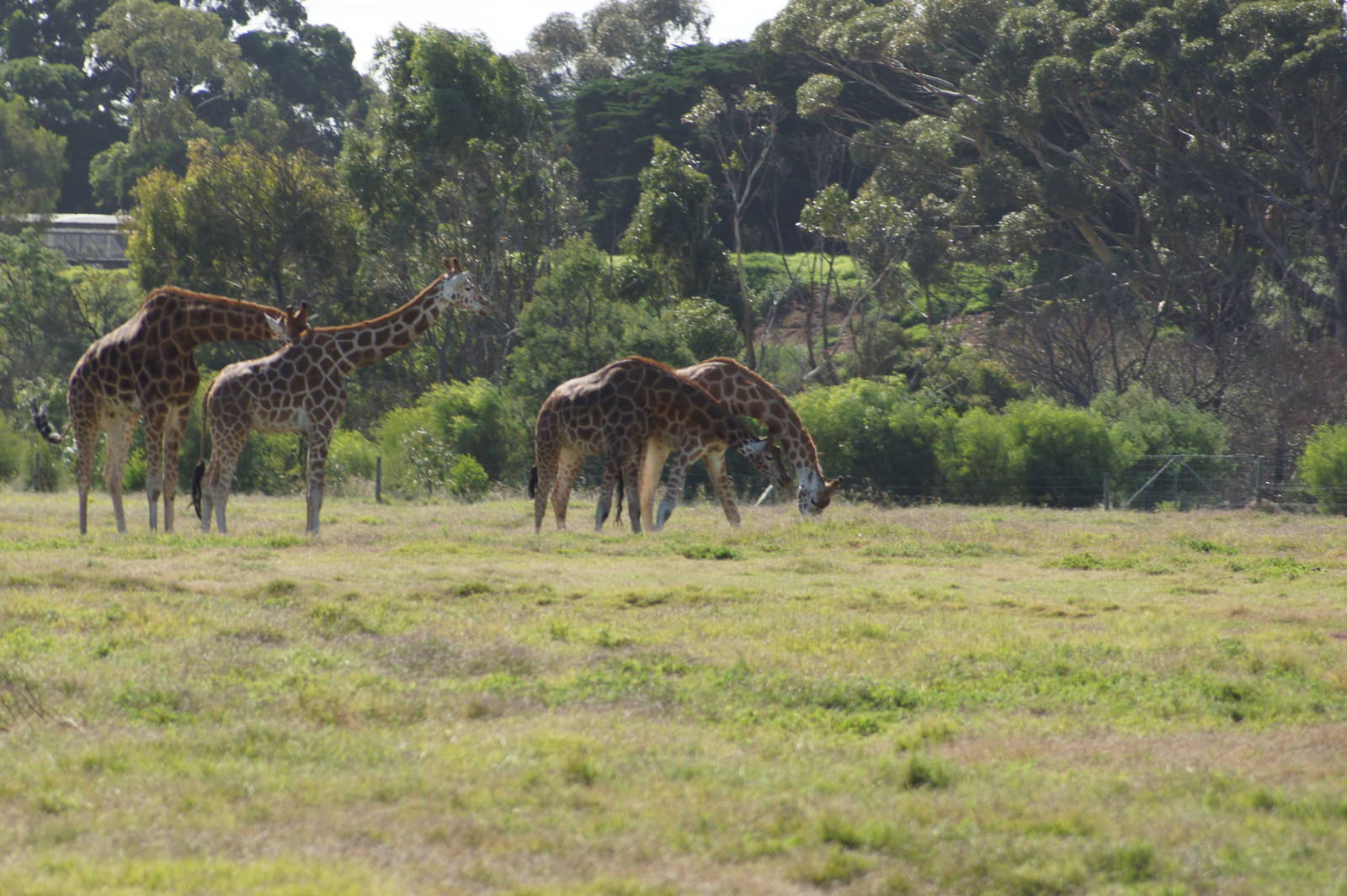 Hybrid Giraffes