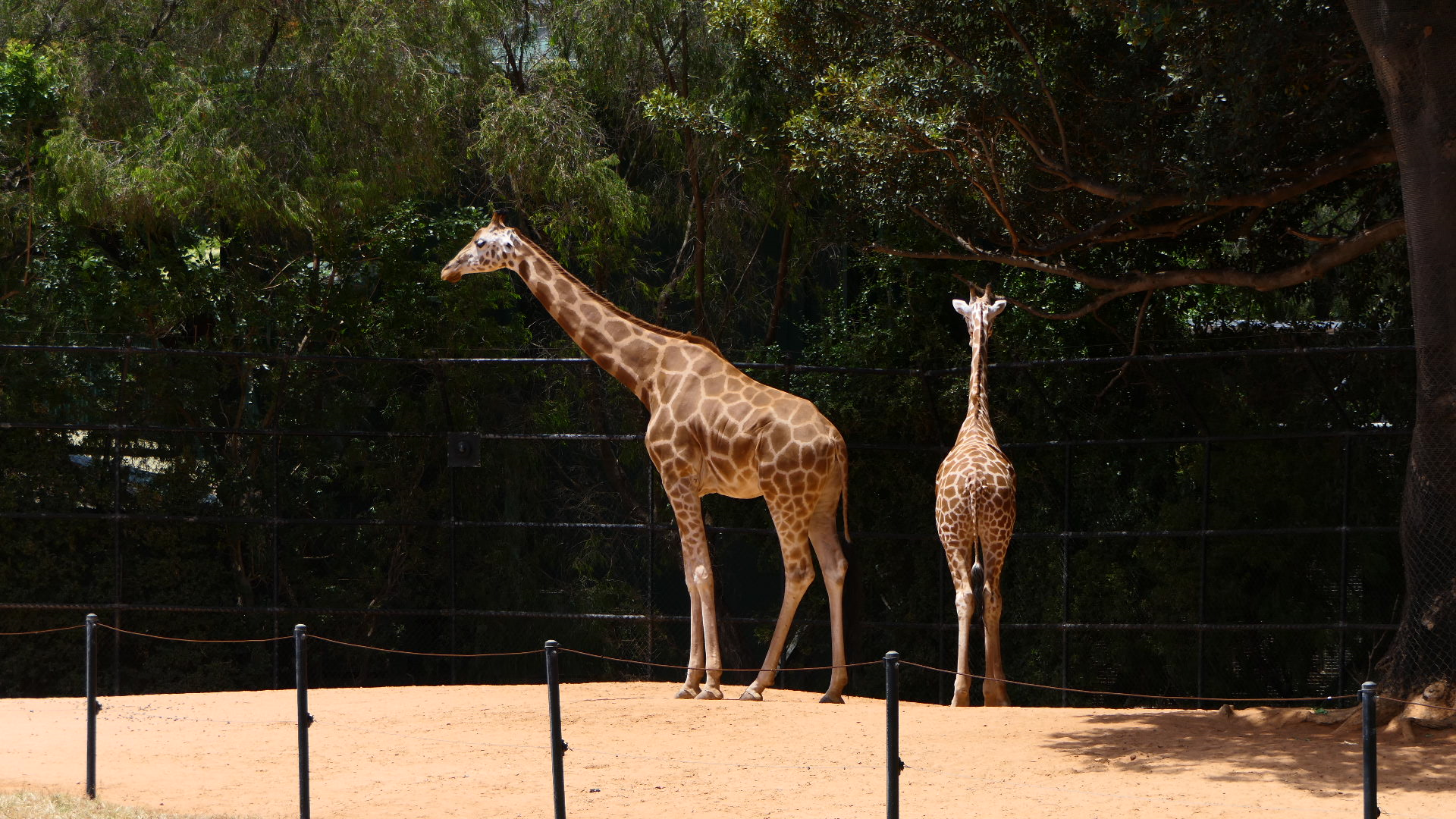 Hybrid Giraffes