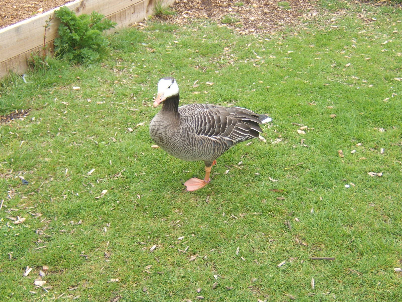 Hybrid Goose