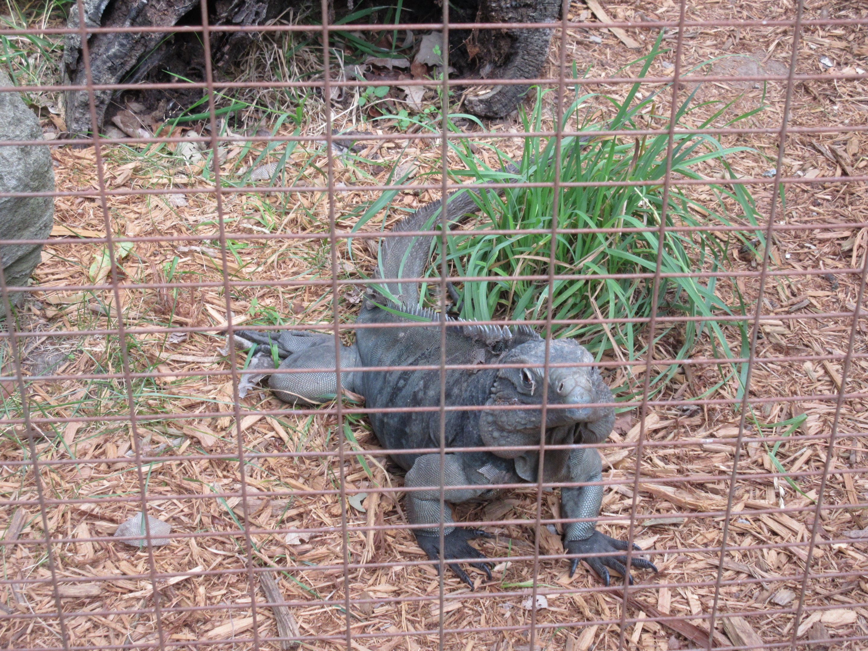 Hybrid Grand Cayman Blue Iguana