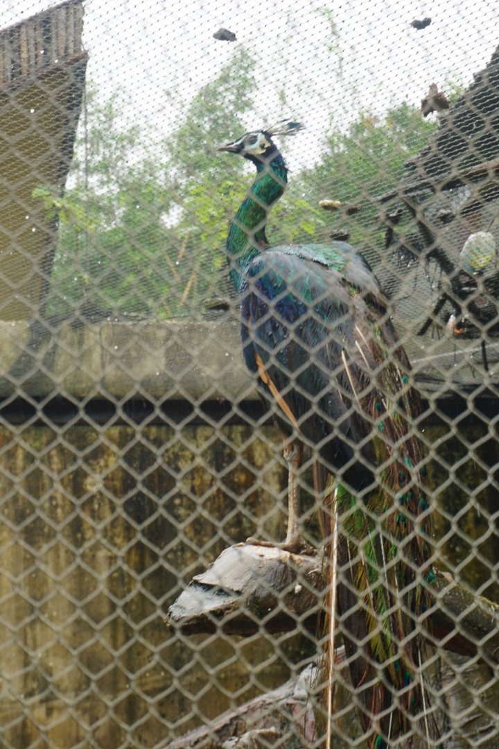 Hybrid Green Peacock  (Pavo .cf. muticus)