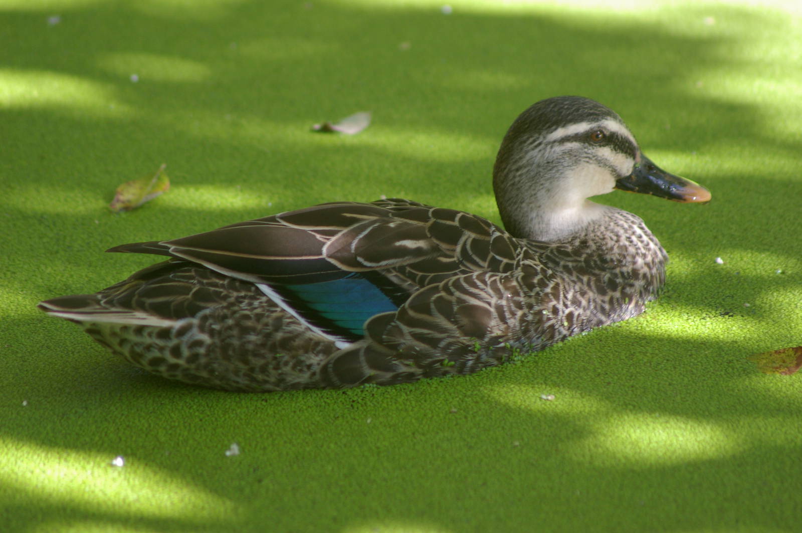 hybrid grey duck X mallard