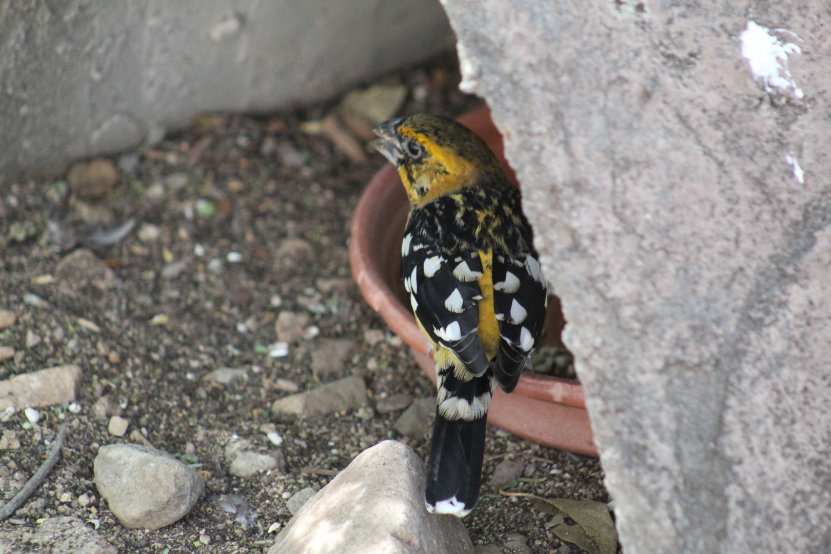 Hybrid Grosbeak