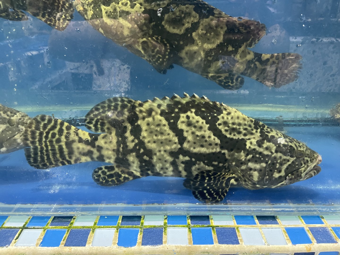 hybrid grouper (epinephelus fuscoguttatus x epinephelus lanceolatus)