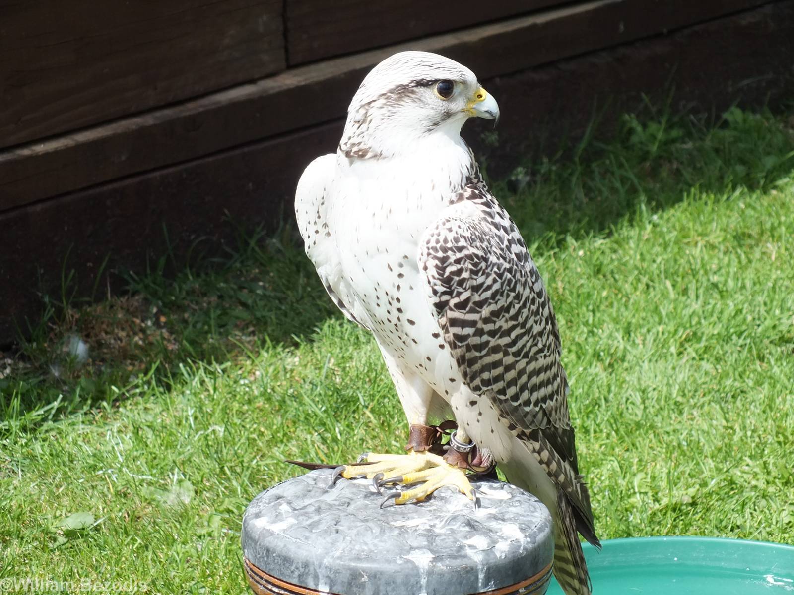 Hybrid Gry x Saker Falcon