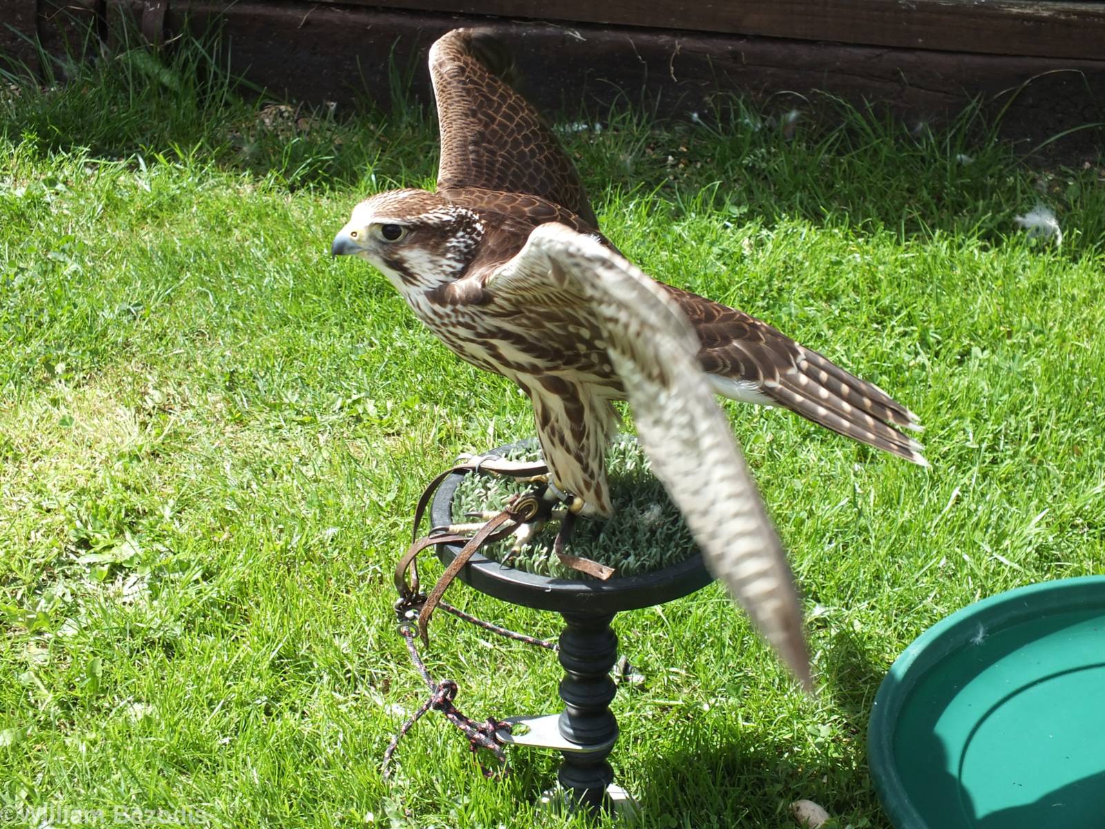 Hybrid Gyr x Peregrine Falcon