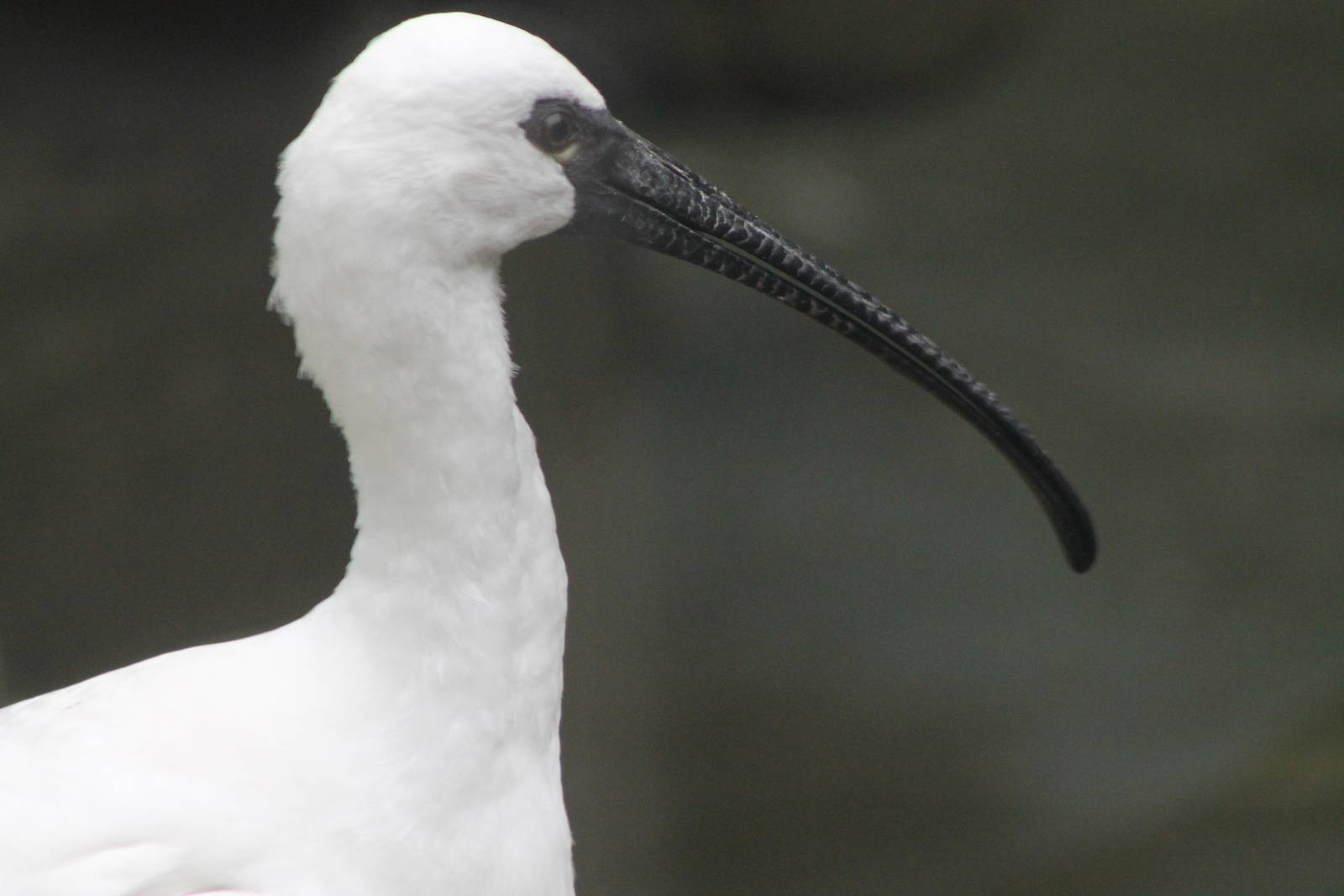 hybrid ibis x spoonbill