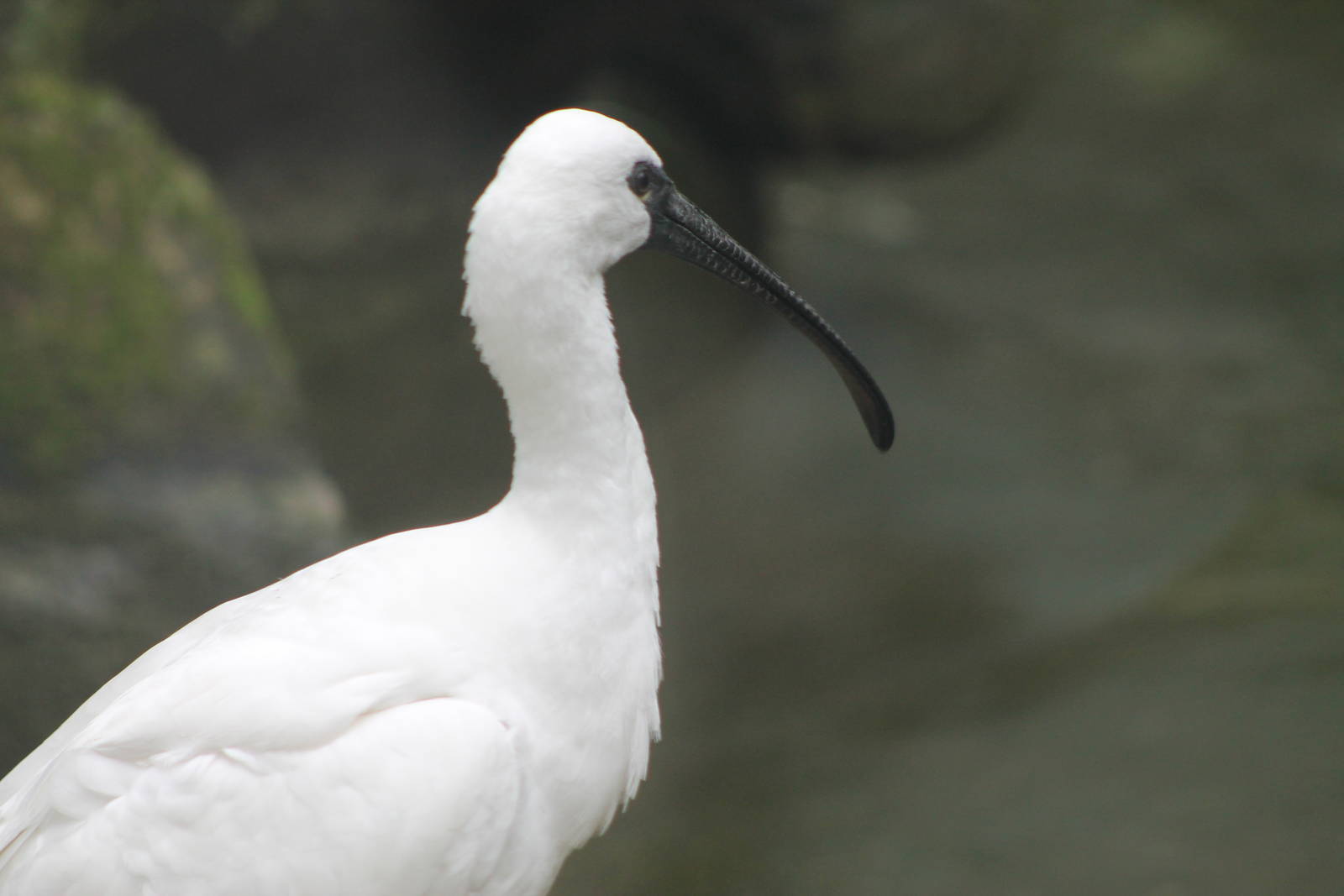 hybrid ibis x spoonbill