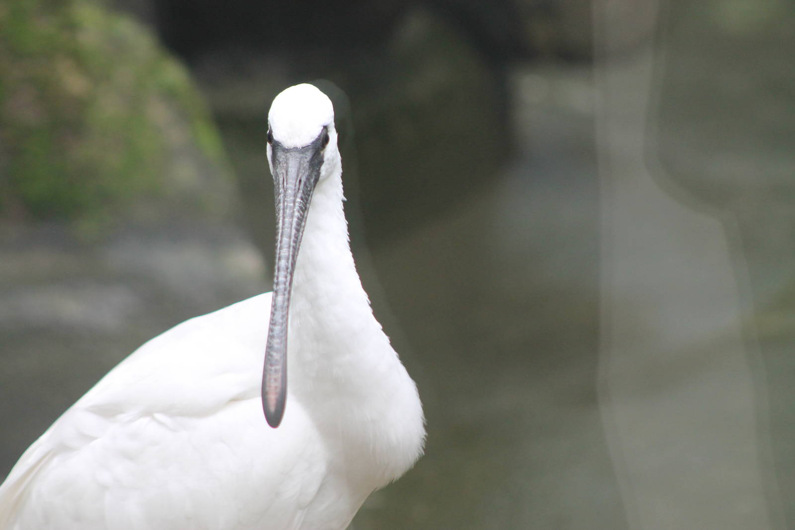 hybrid ibis x spoonbill