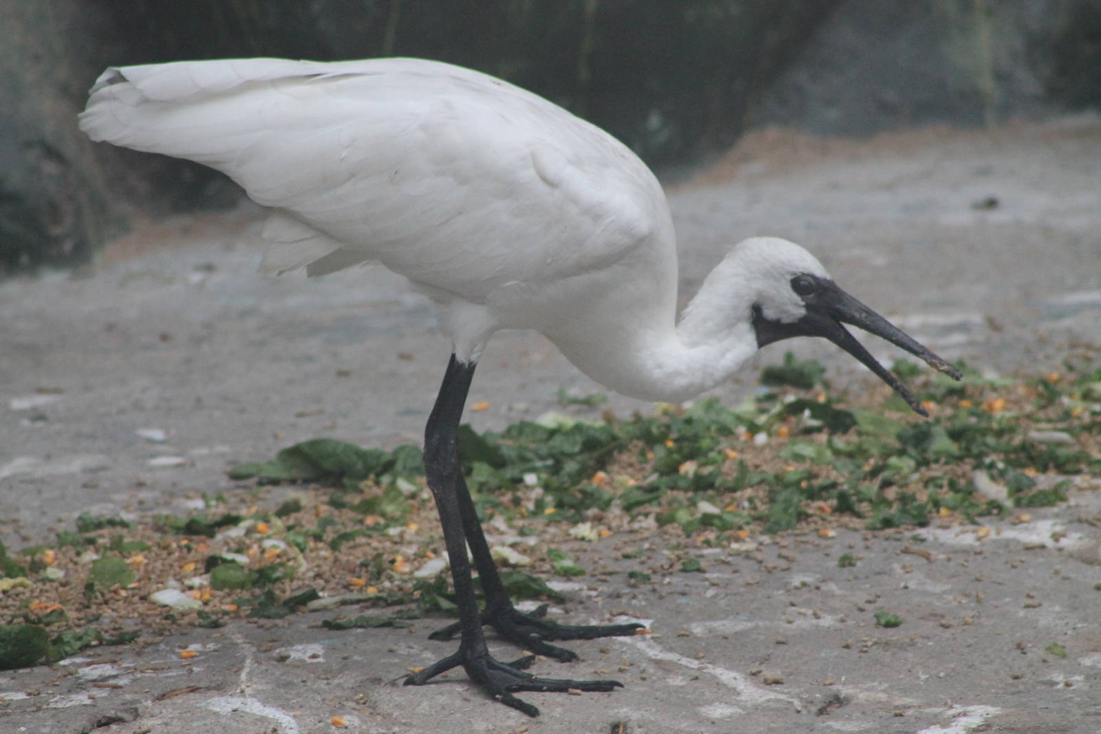 hybrid ibis x spoonbill
