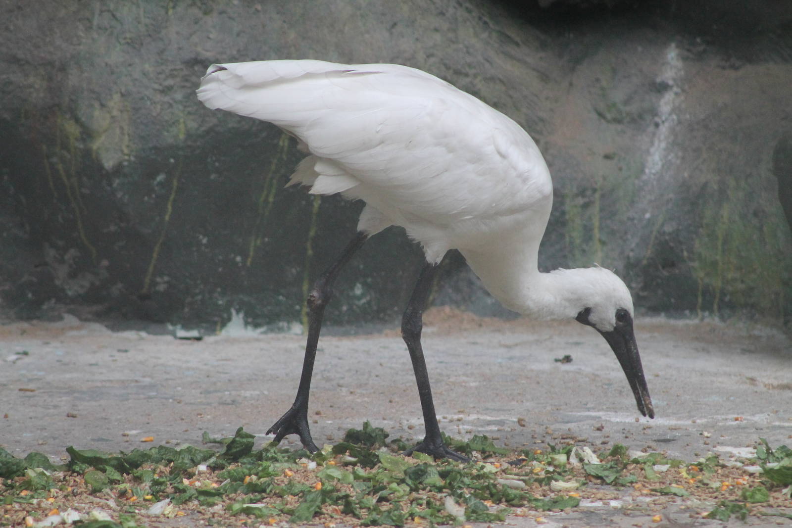 hybrid ibis x spoonbill