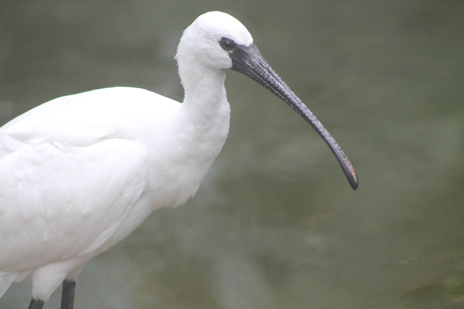 hybrid ibis x spoonbill