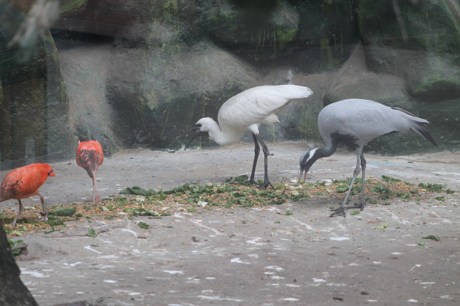 hybrid ibis x spoonbills