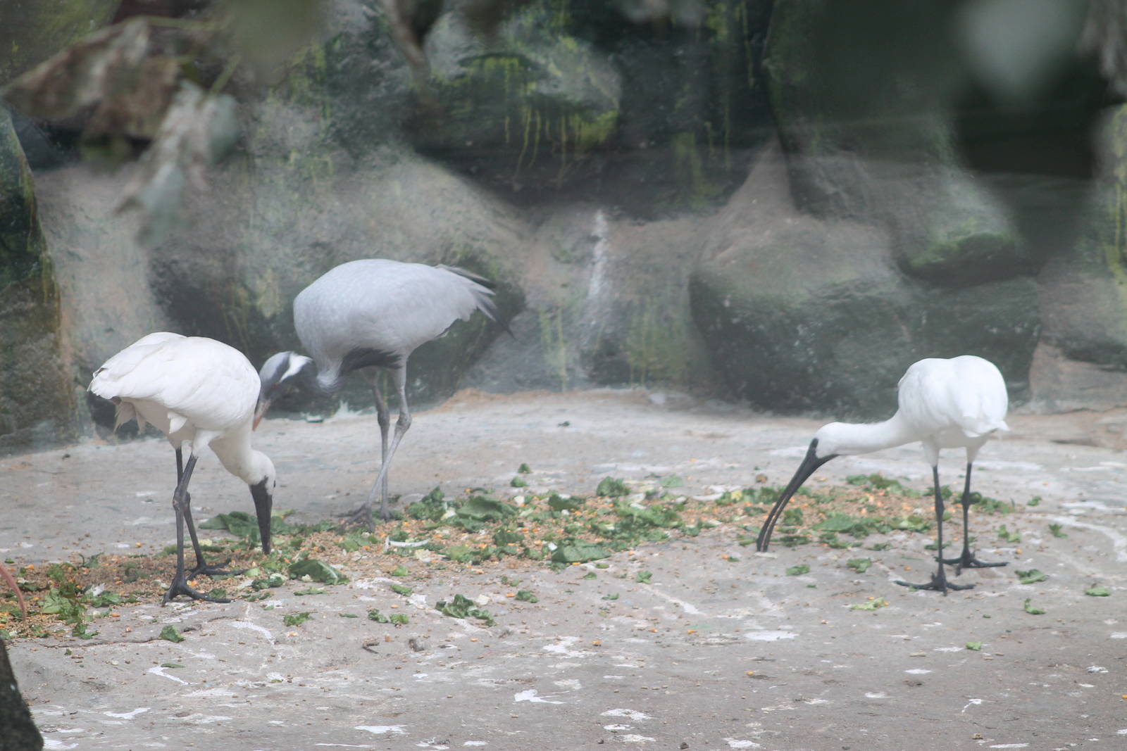 hybrid ibis x spoonbills